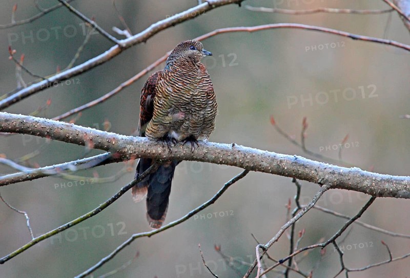 Barred cuckoo-dove