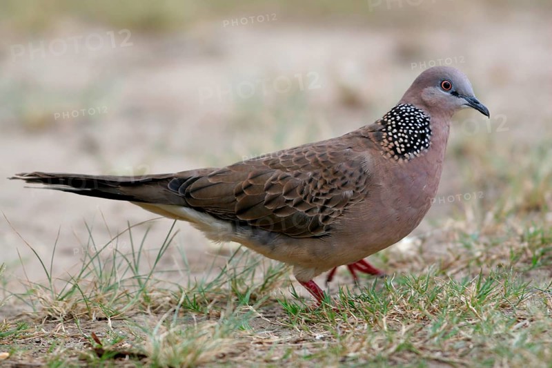 Pearl-necked Dove