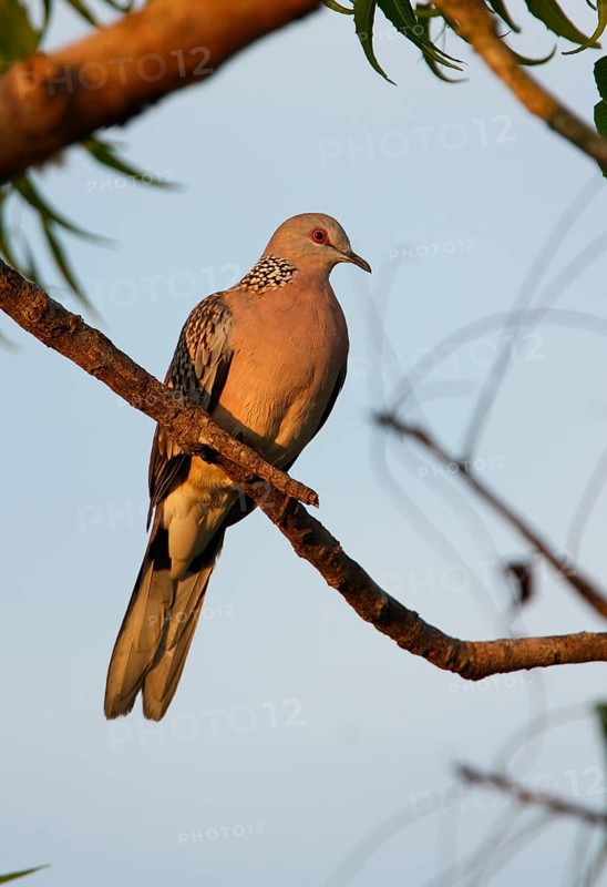 Ceylonensis