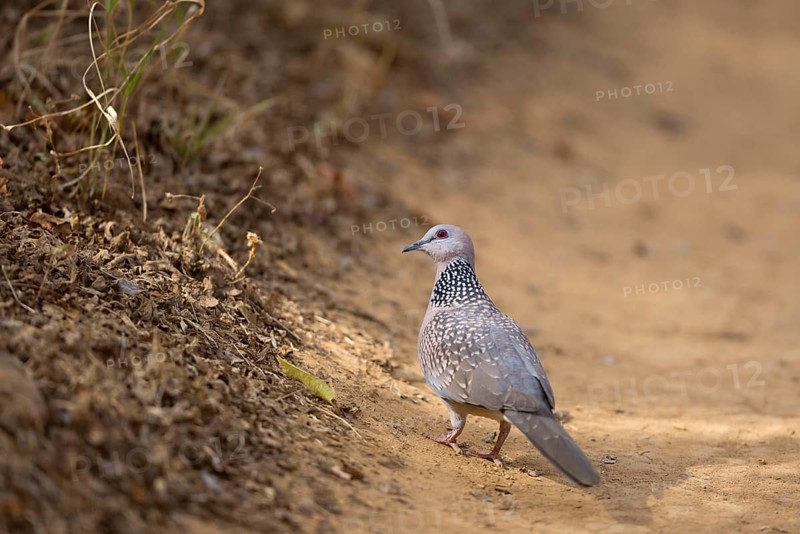 Pearl-necked Dove