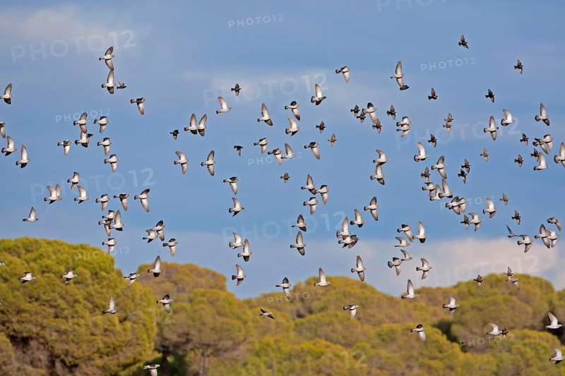 Stock Dove