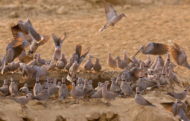 Cape Turtle-dove