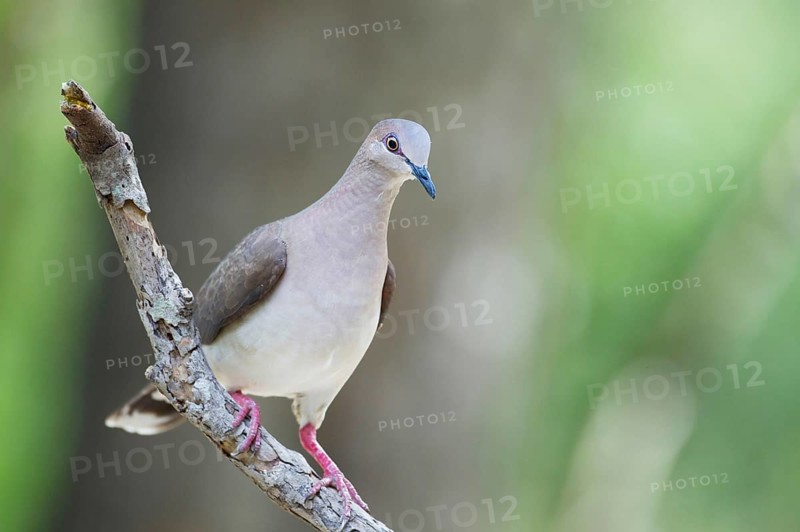 Blue-fronted Dove