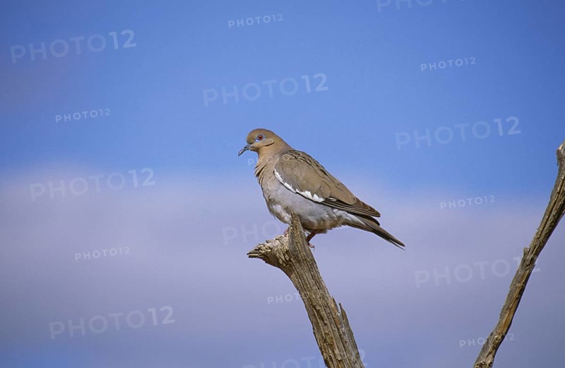 Dove