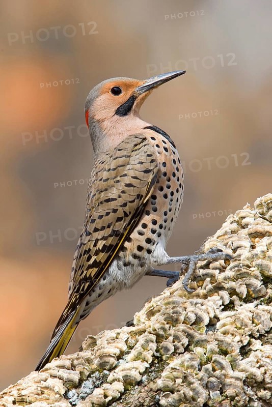 Northern Flicker