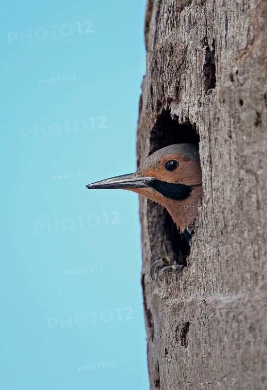 Northern Flicker