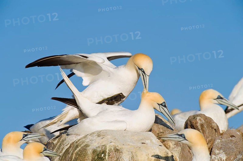 Northern gannet