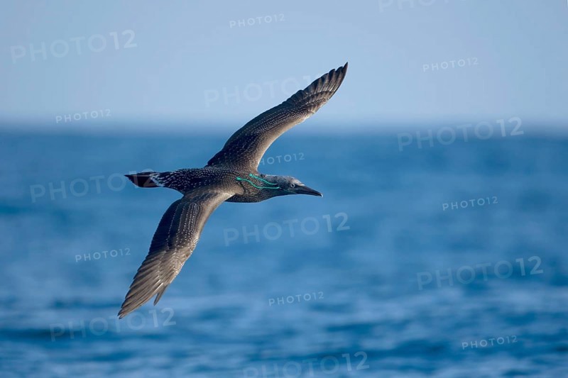 Northern northern gannet