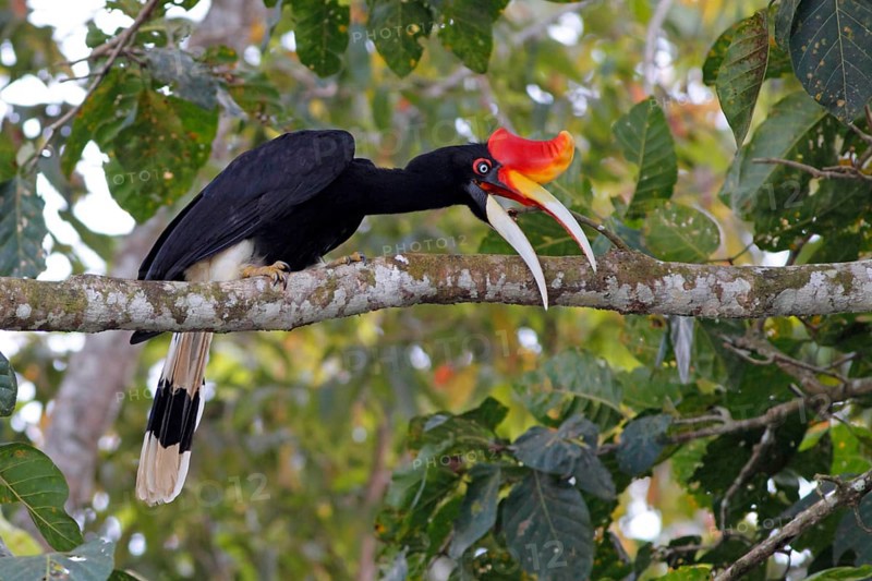 Rhinoceros Hornbill