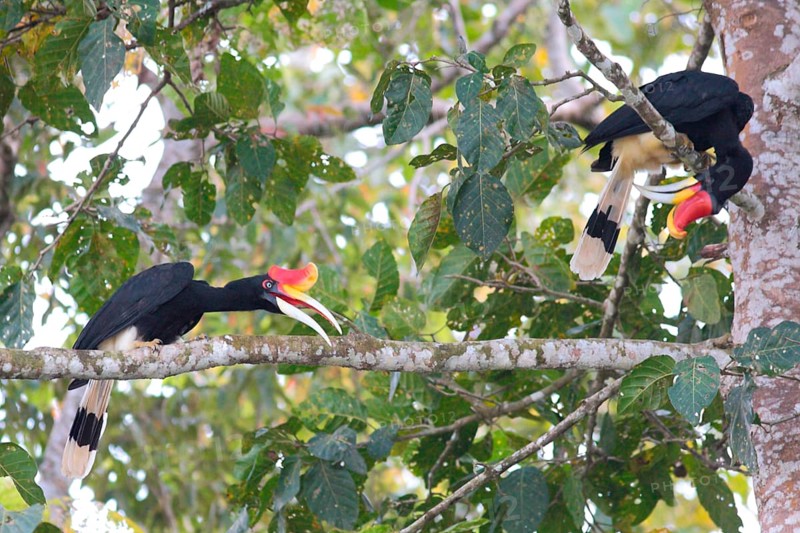 Rhinoceros Hornbill