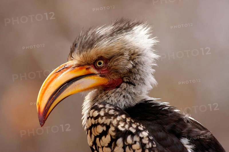 Southern yellow-billed hornbill