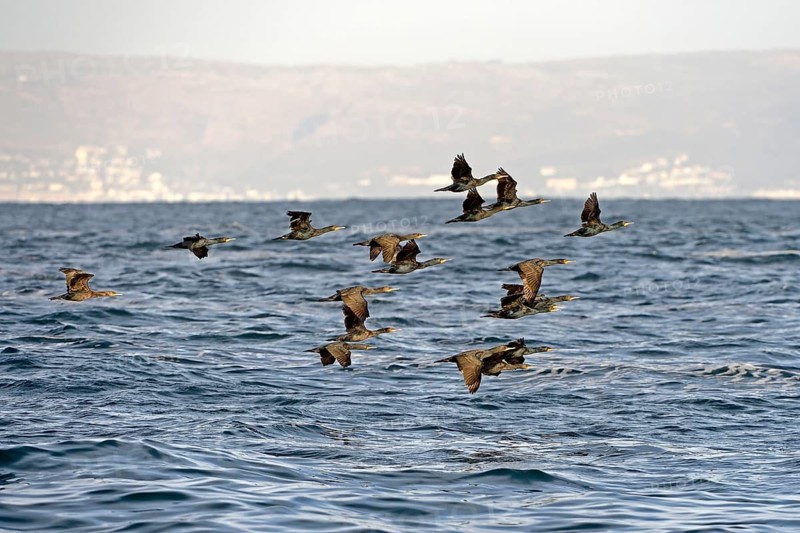 Cape cormorant