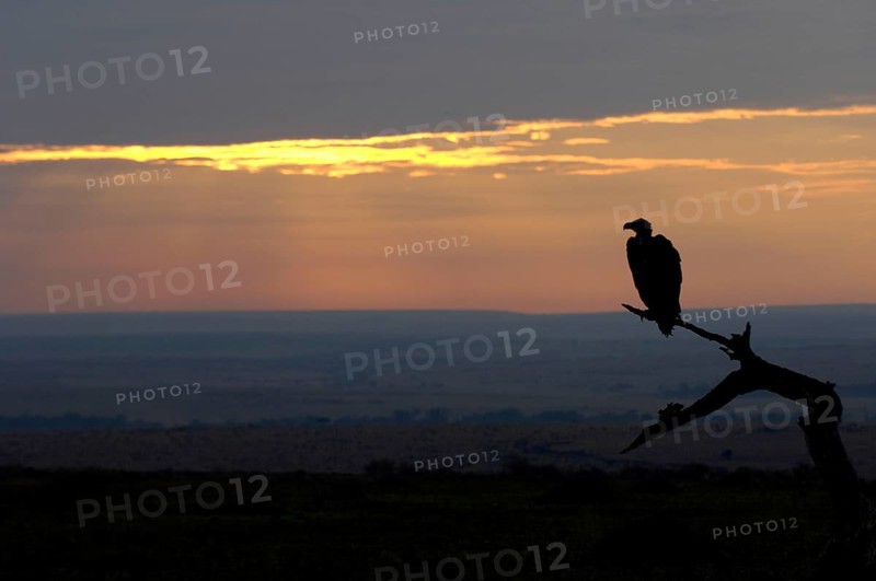 Lappet-faced nubian vulture