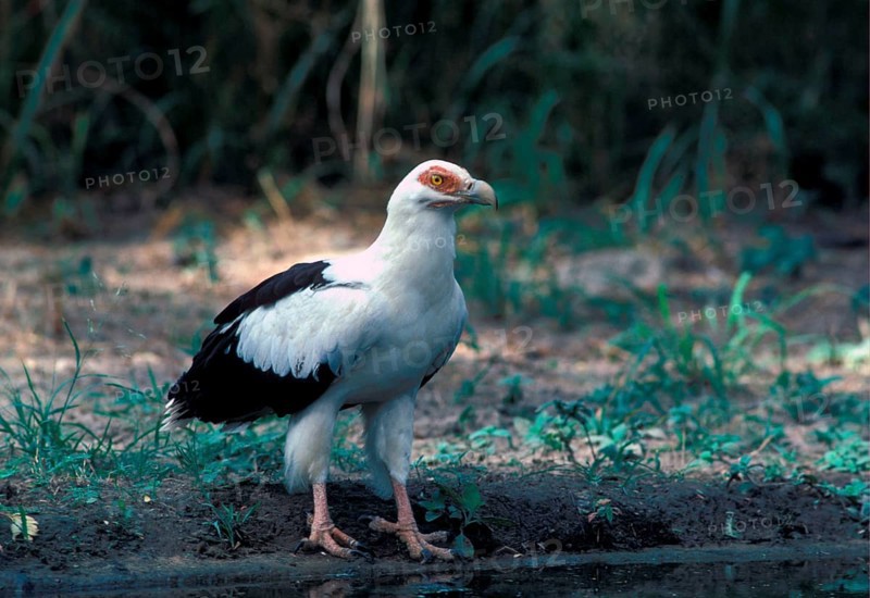 Palm-nut vulture