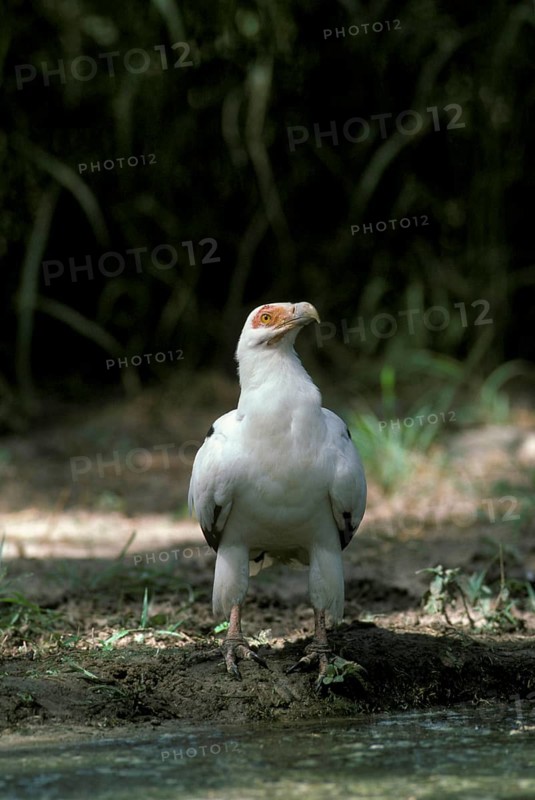 Palm-nut Vulture