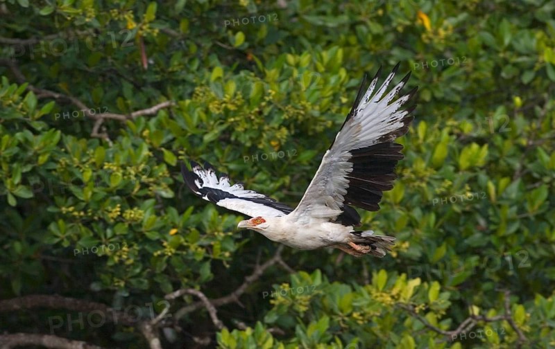 Palm-nut Vulture