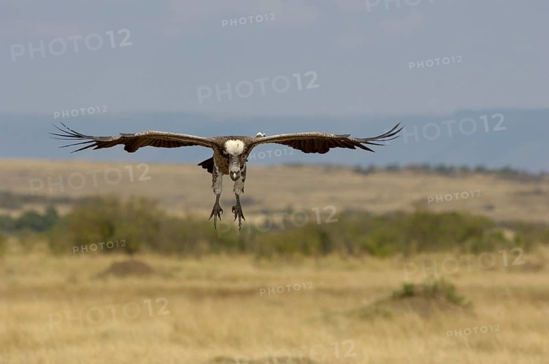 Rueppell's rueppell's vulture