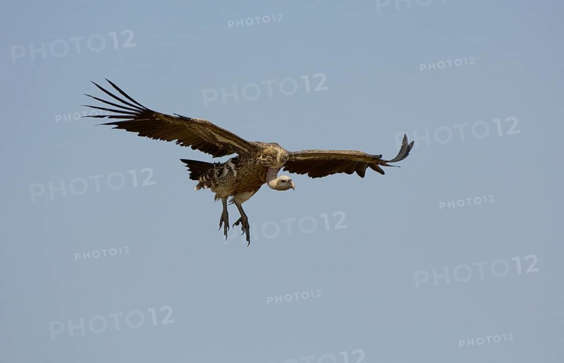 Rueppell's rueppell's vulture