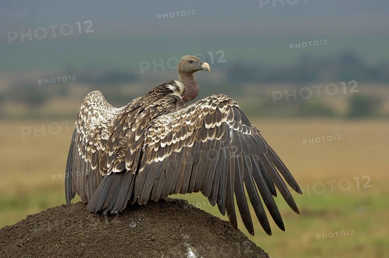 Rueppell's rueppell's vulture