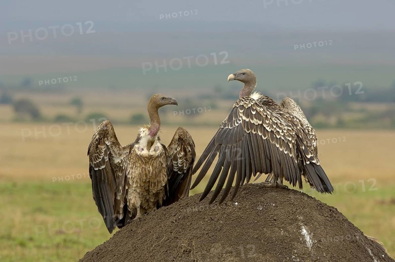 Rueppell's rueppell's vulture