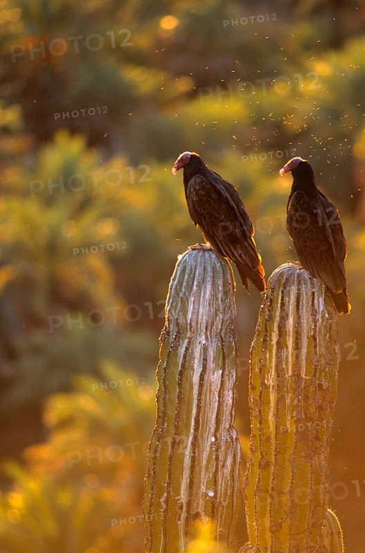 Turkey vulture