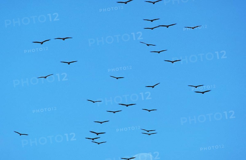 Turkey vulture