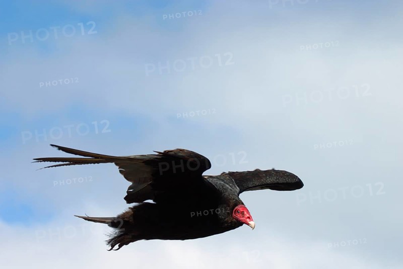 Turkey vulture
