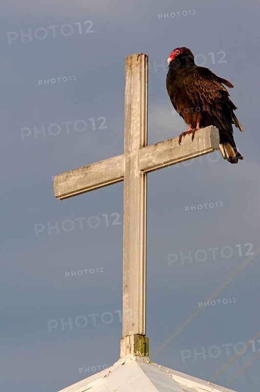 Turkey vulture
