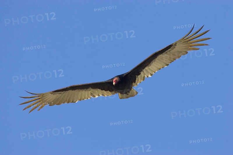 Turkey vulture