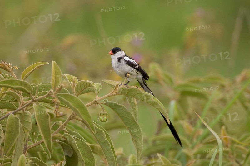 Pin tailed Whydah