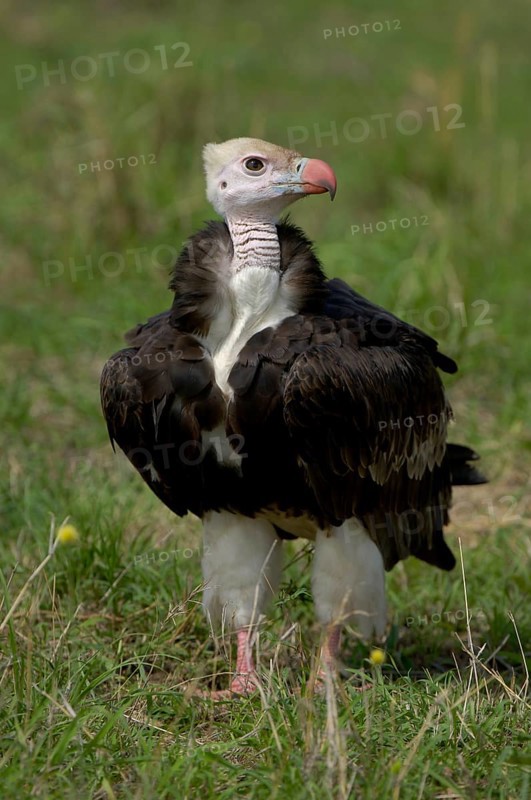 Adult white-headed vulture