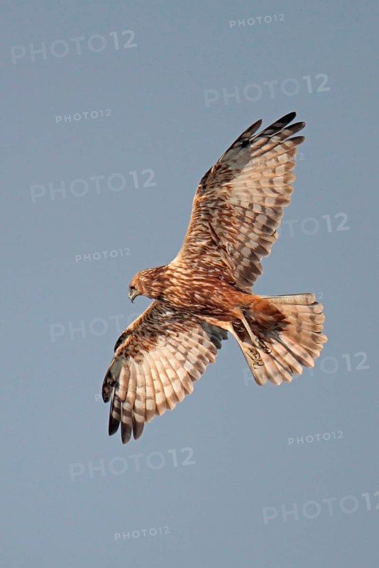 Mangrove Harrier
