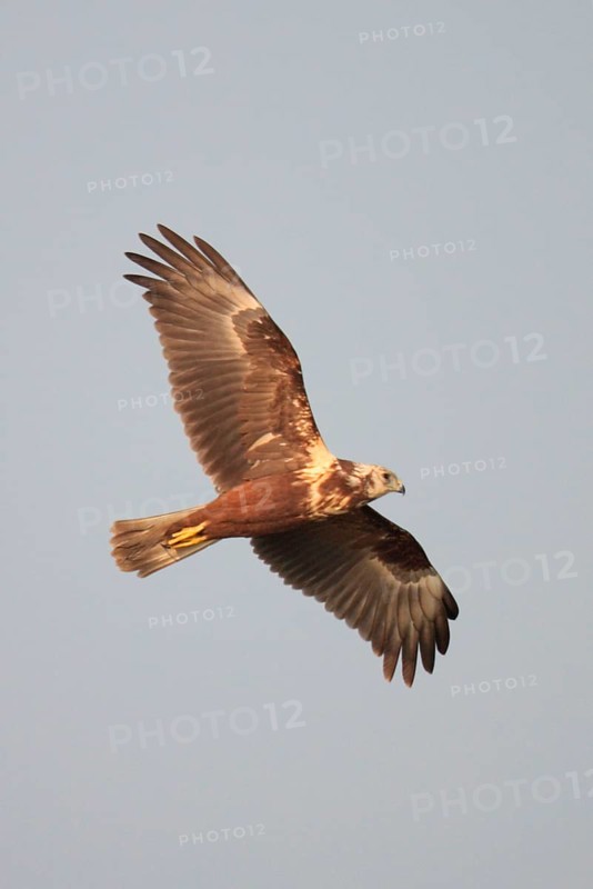 Mangrove Harrier