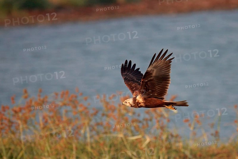 Mangrove Harrier