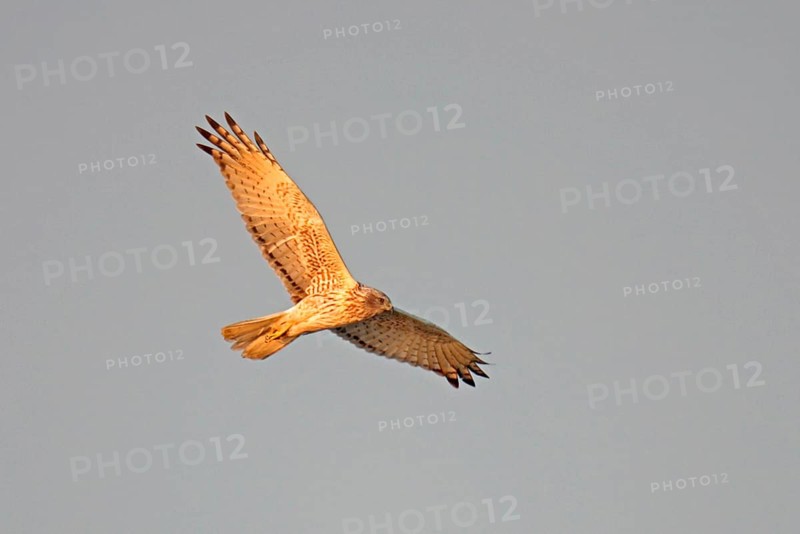Mangrove Harrier