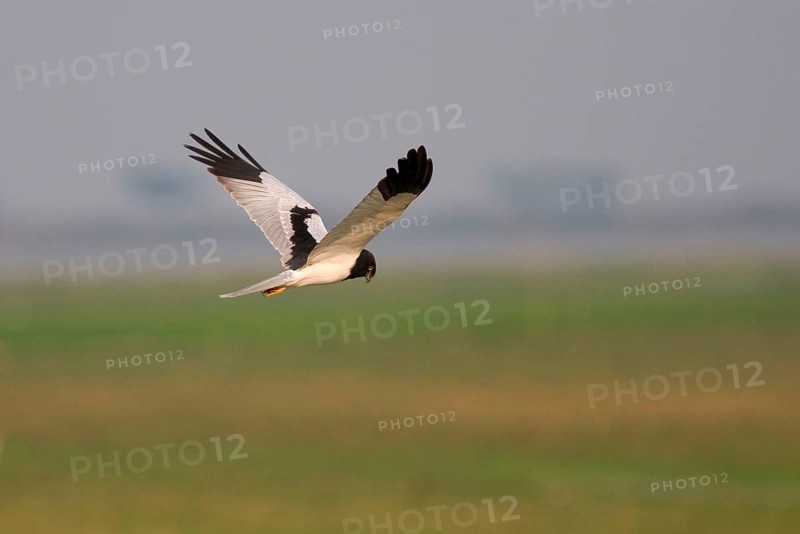 Pied Harrier