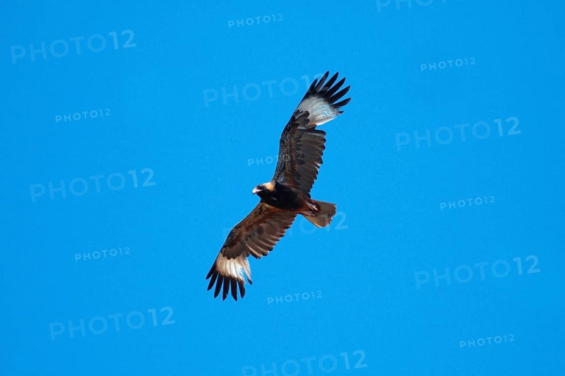 Black-breasted Buzzard