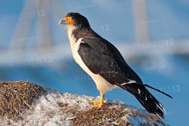 White-throated Caracara