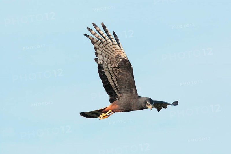 Long-winged Harrier