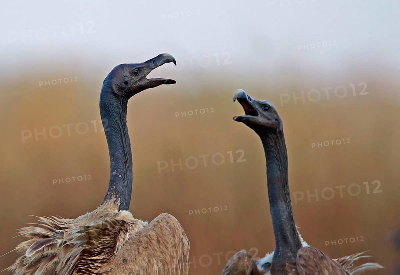 Slender-billed vulture