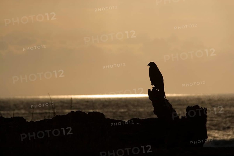 Galapagos Hawk