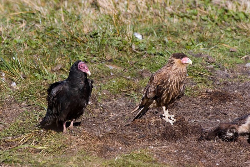 Southern crested caracaras