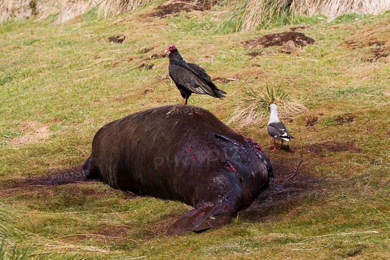 Turk's vulture on dead elephant seal