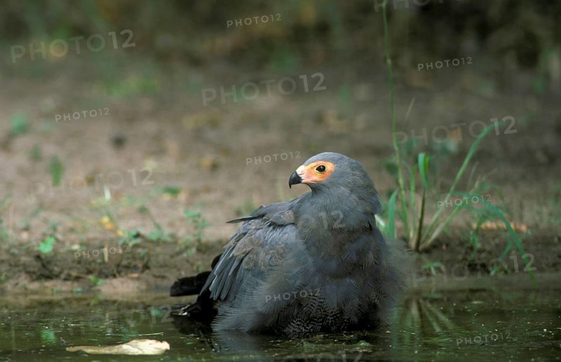 Northern Harrier Hawk