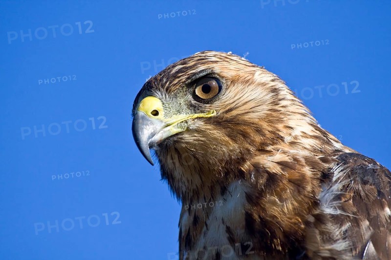 Galapagos Hawk