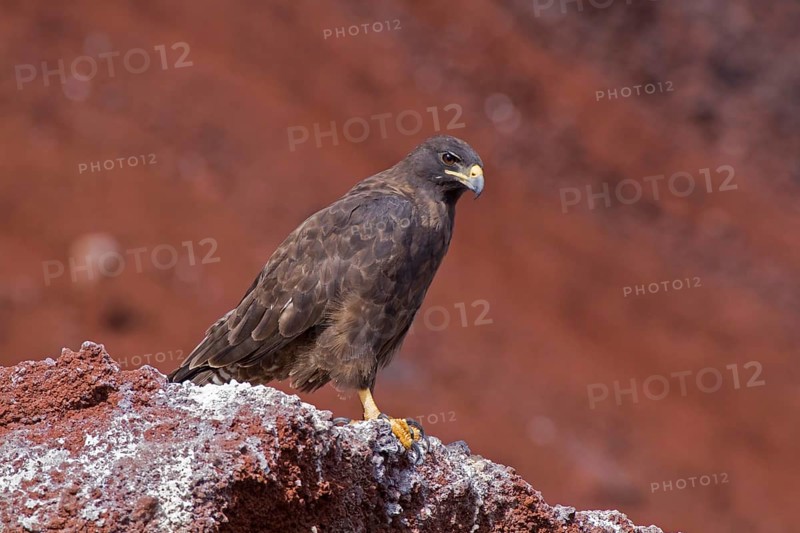 Galapagos Hawk