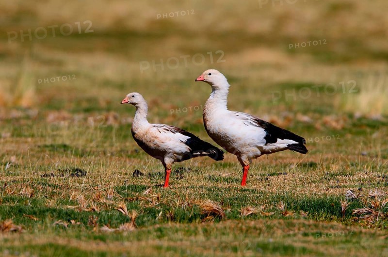 Andean goose
