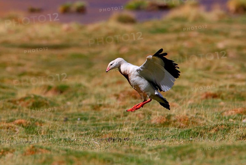 Andean goose