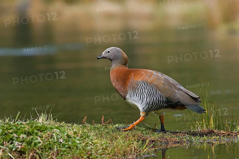 Ashy-headed Goose