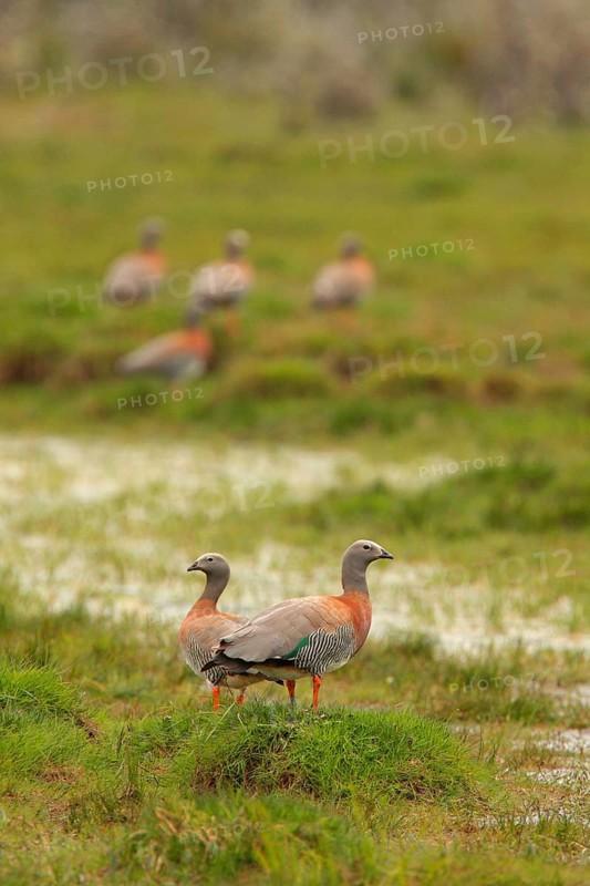 Ashy-headed Goose